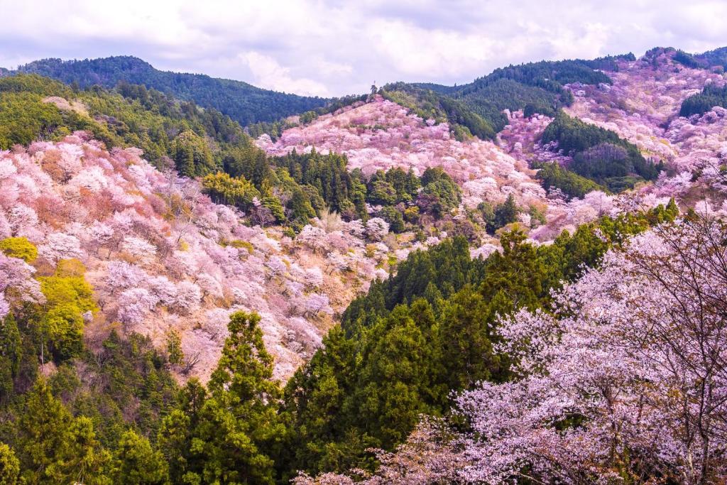 a hillside covered in trees with pink cherry blossoms at JW Marriott Hotel Nara in Nara