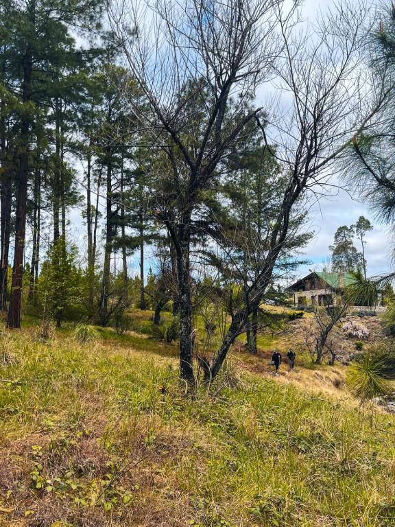 Cabaña villa alpina Mantillo de bosque