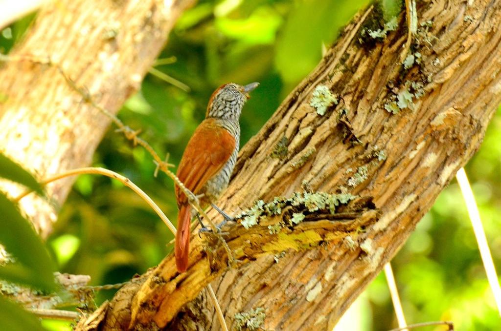 Refugio de naturaleza
