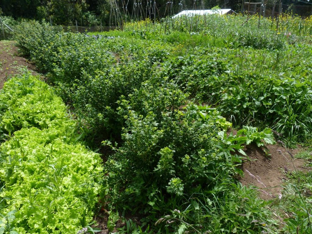 Zahrada ubytování Agroturismo Coñico