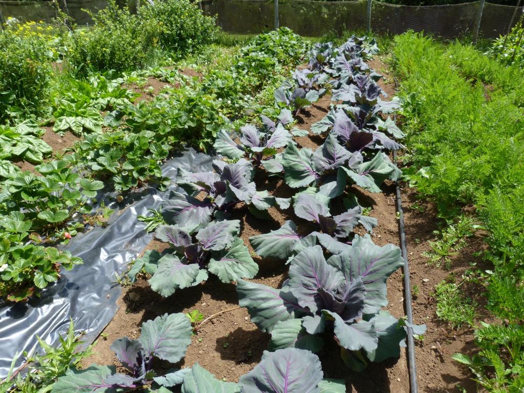 Zahrada ubytování Agroturismo Coñico