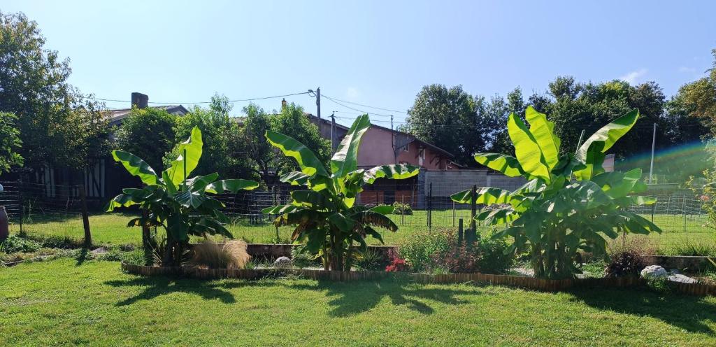 a garden with two trees in a yard at Charmante petite maison à la campagne in Soulanges