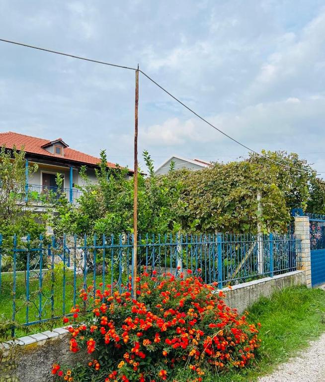a blue fence with a bunch of red flowers at Bert-House close to the sea in Lezhë