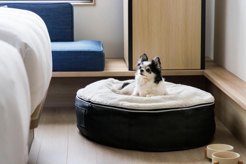宿泊客と一緒にFairfield by Marriott Kagoshima Sakurajimaに滞在中のペット