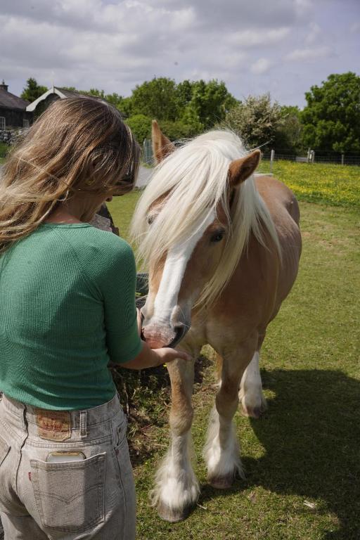 Altri animali domestici presso il campeggio o nei dintorni