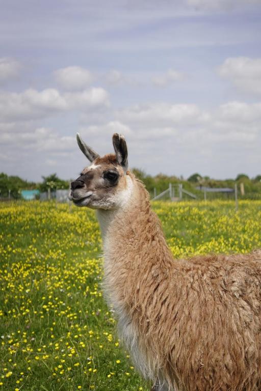 Altri animali domestici presso il campeggio o nei dintorni