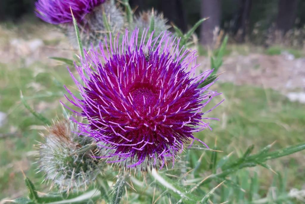 Fotografie z fotogalerie ubytování Xalet de muntanya en Parc Natural a 2000 metres v destinaci Setcases