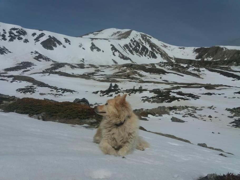 Domácí mazlíčci ubytovaní s hosty v ubytování Xalet de muntanya en Parc Natural a 2000 metres