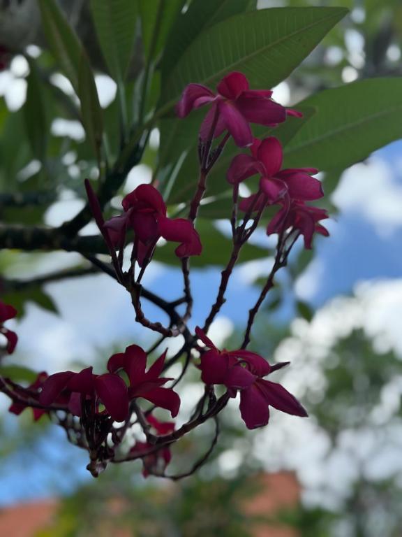 a bunch of pink flowers on a tree branch at Melati bali villa in Canggu