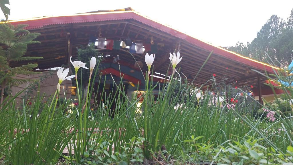 Zahrada ubytování TATHASTU Bir -Homestay ,DORM,HOSTEL