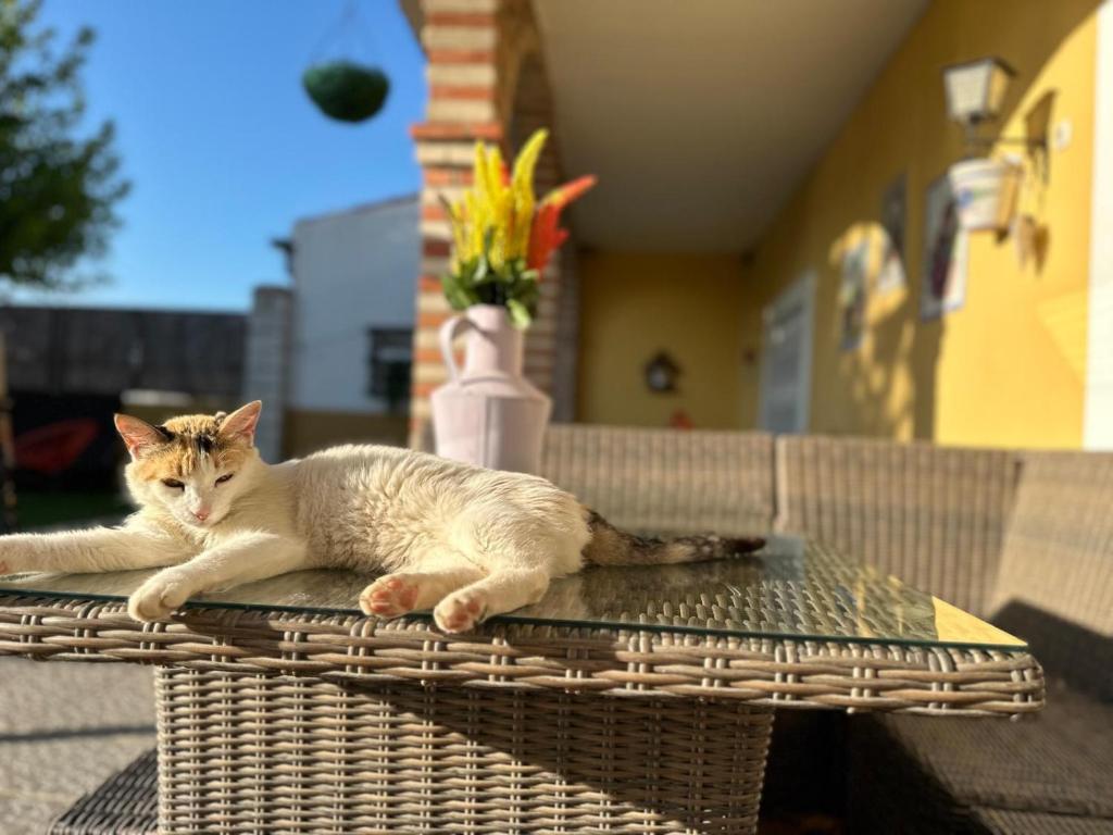 Domácí mazlíčci ubytovaní s hosty v ubytování Casa Rural El Limonero