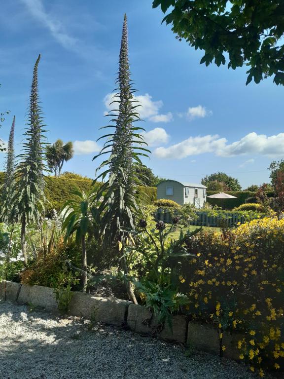 CarleenThe Shepherd Hut的一个种着高大植物和黄色花朵的花园