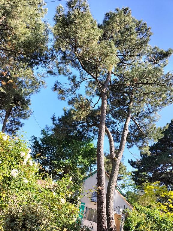 Deux grands pins devant une maison dans l'établissement Maison à 50 M de la plage sous les pins, à Saint-Brévin-les-Pins