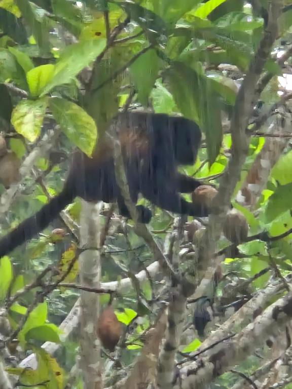 Altri animali domestici presso il lodge o nei dintorni