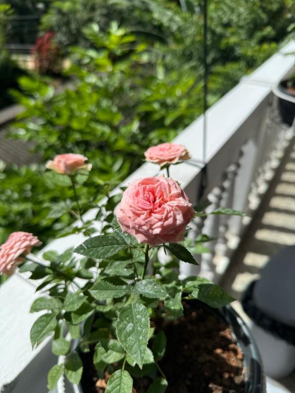 Zahrada ubytování Liyara Villas