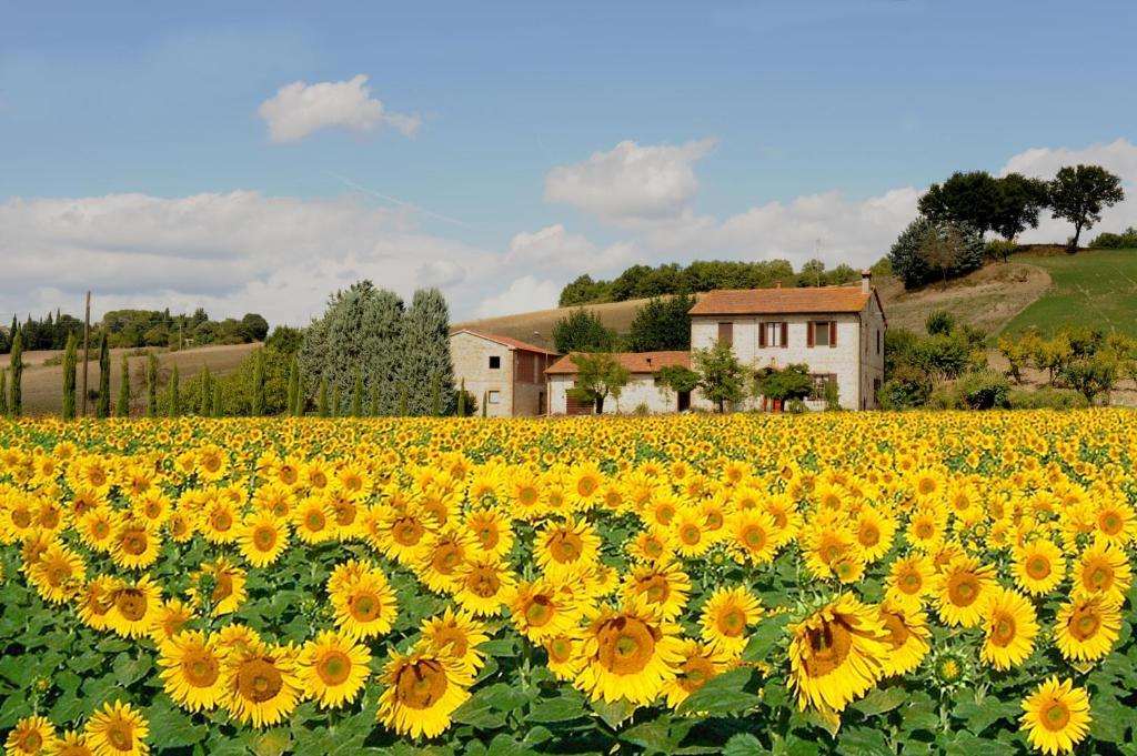 a field of sunflowers in front of a house at Casa Roberta in San Chimento