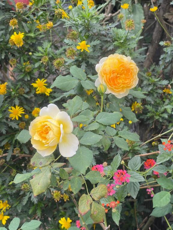 Redhouse Dalat Hotel - 1