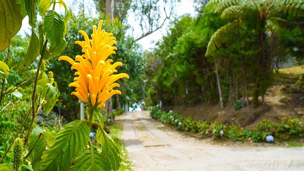 a yellow flower on a tree in a garden at HappyHuts at Green valley view in Kodaikānāl