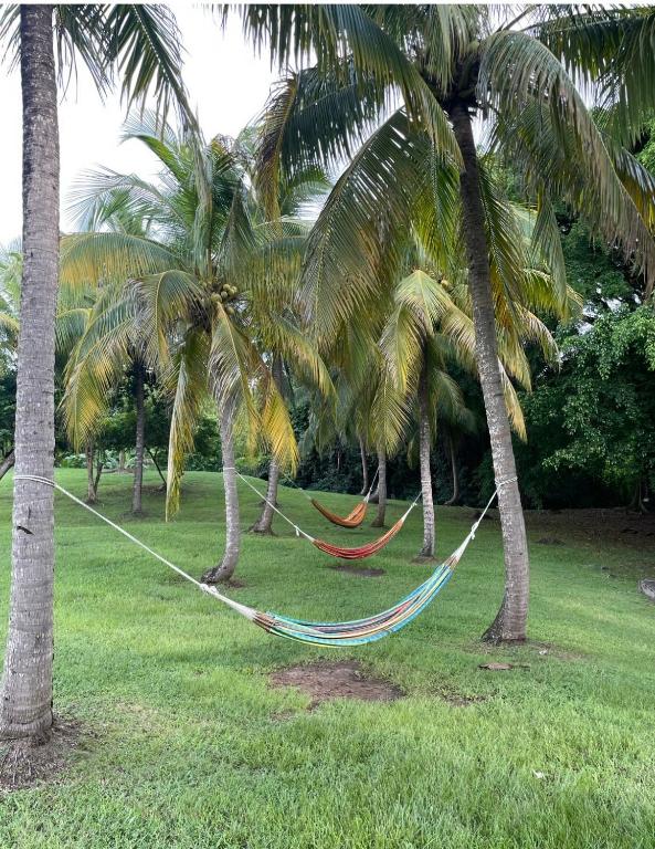 Zahrada ubytování Couleur caraïbes-Ti créole appartement pierre et vacances accès plage et piscine