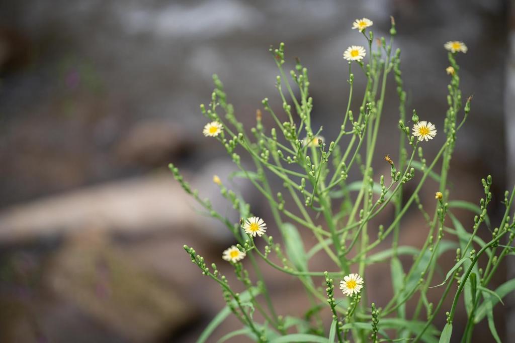 Inthada At Mae Kampong