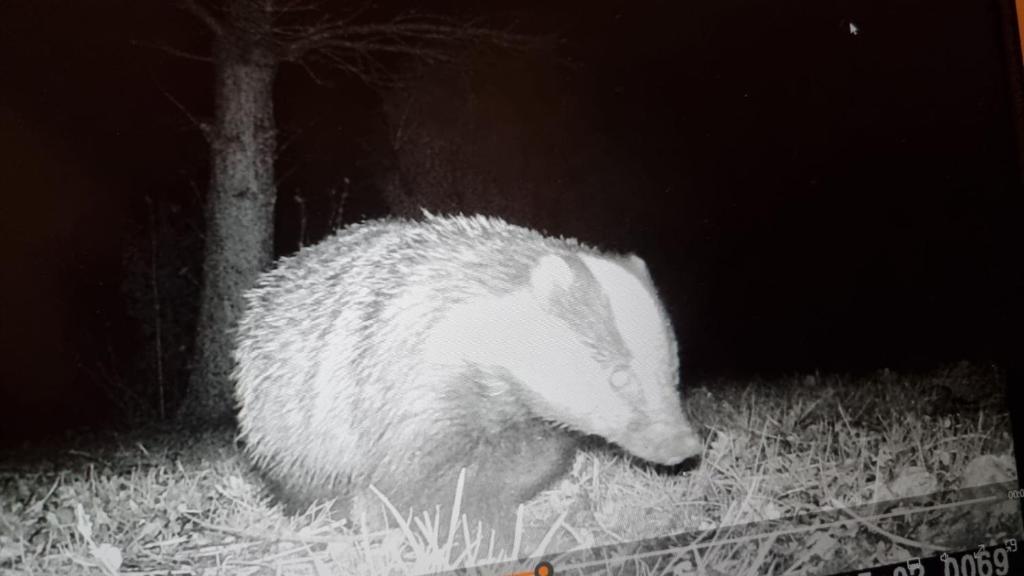a hedgehog walking in the grass in a field at The Old Coach House at Stewton in Louth