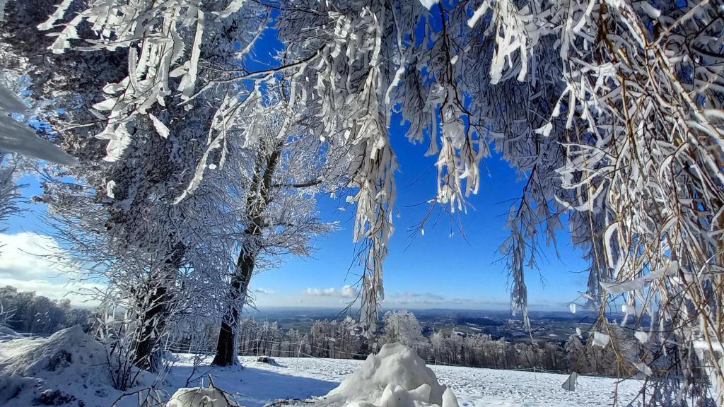 un arbre recouvert de neige avec des icides suspendus. dans l'établissement Berggasthof Ferienhaus Gut Lichtenau, à Hauzenberg