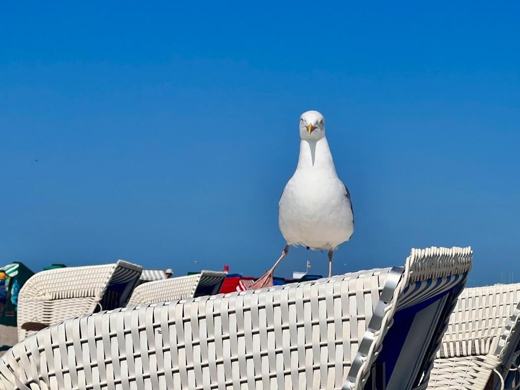 Tiere in der Ferienwohnung oder in der Nähe