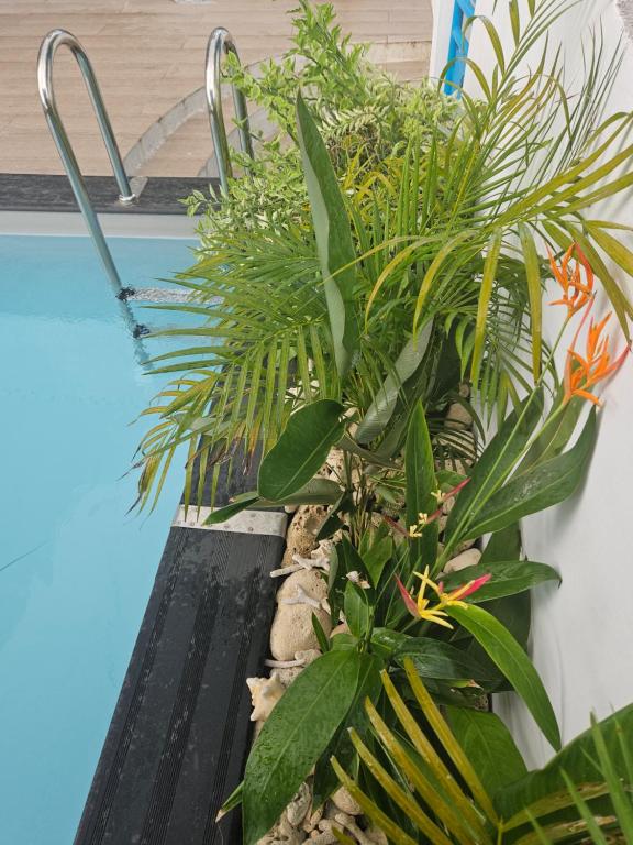 Bazén v ubytování Ti Oasis COLIBRI, 1 chambre, piscine, à 150m de la Plage nebo v jeho okolí