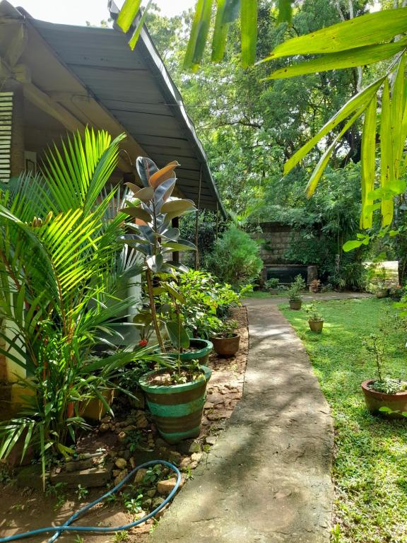 Zahrada ubytování Sigiri Neo Homestay