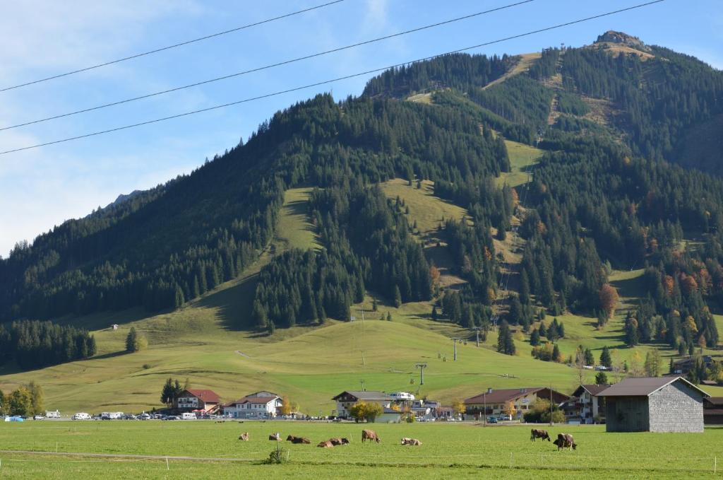 a group of animals in a field in front of a mountain at Haus Sennweg in Tannheim