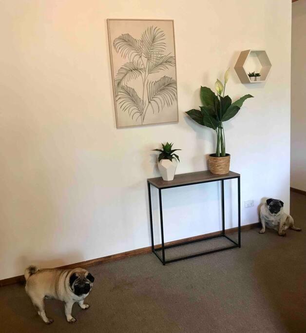 Domácí mazlíčci ubytovaní s hosty v ubytování Cedar Palms Pet friendly close to red rocks beach
