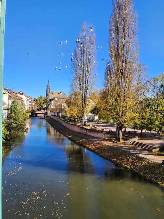 Hotel La Petite Alsacienne, a river with birds flying over the water at La Petite Alsacienne in Strasbourg