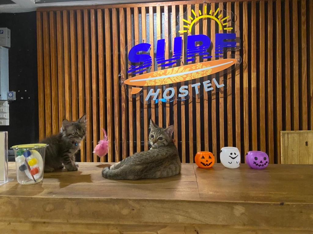 Domácí mazlíčci ubytovaní s hosty v ubytování Surf Hostel Krabi