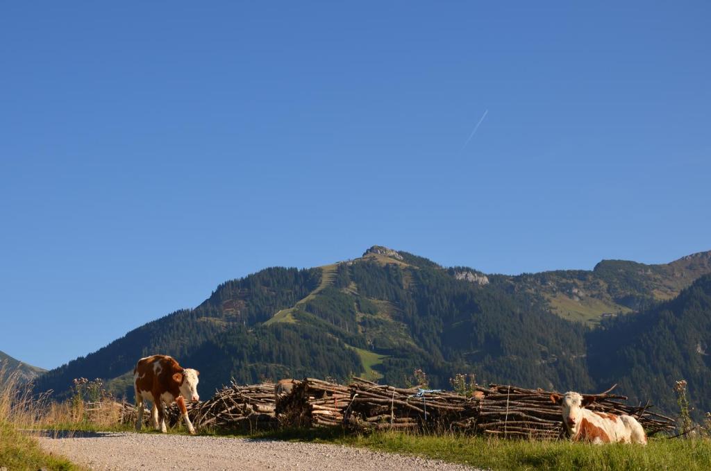 a cow and a goat standing next to a pile of wood at Haus Sennweg in Tannheim