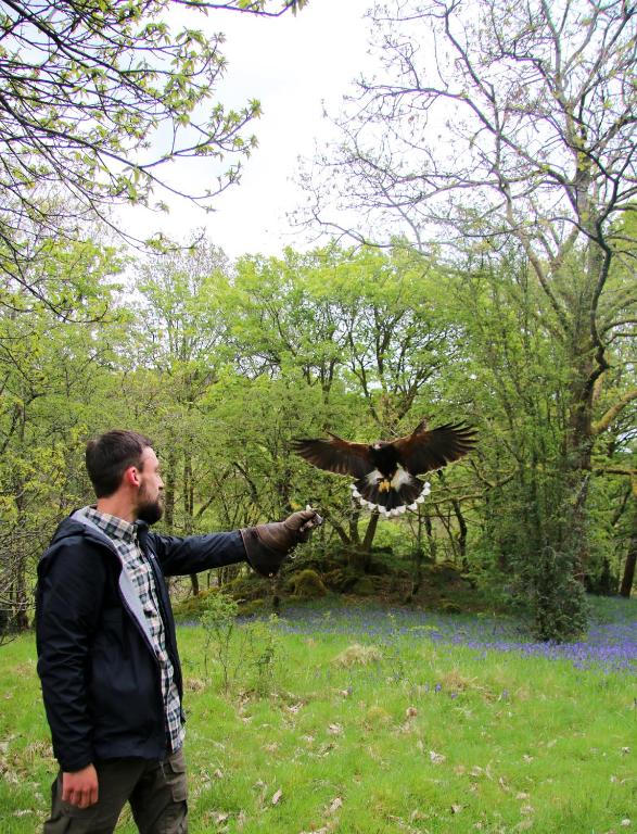 Wild Boar Estate - Resim 14