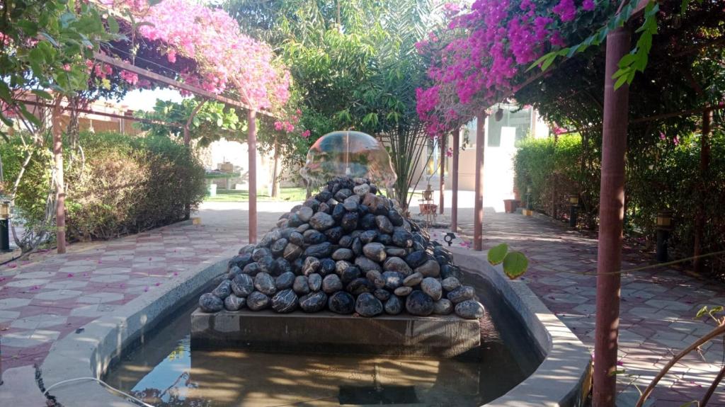 Zahrada ubytování Al Bayan Palms