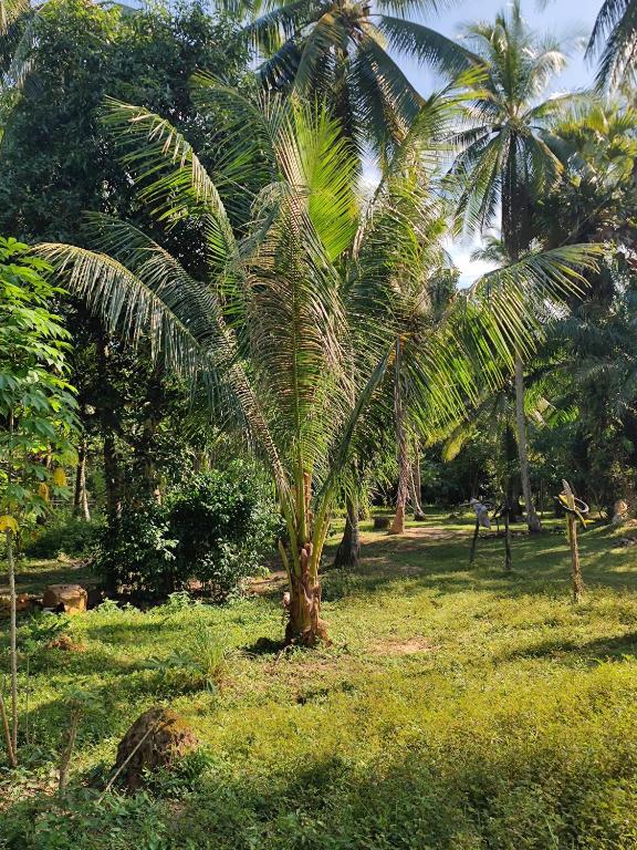 Jardin de l'établissement The Secret Garden Homestay Koh Yao Yai