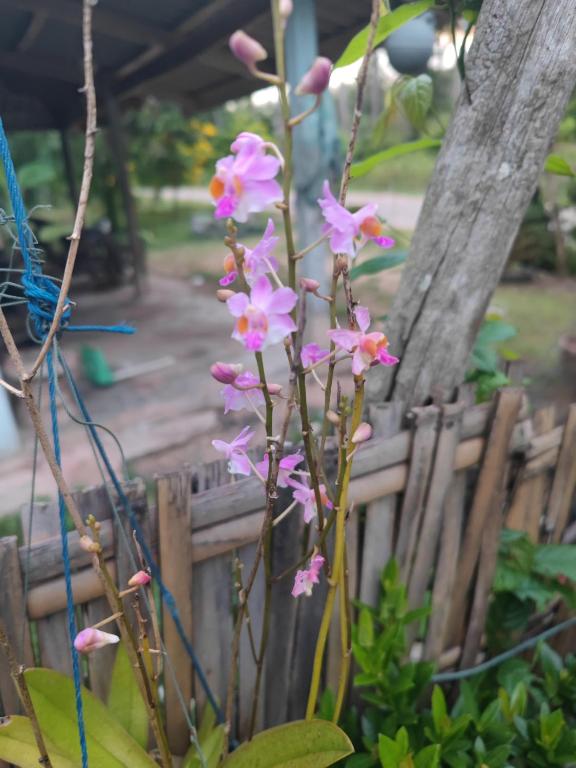 Jardin de l'établissement The Secret Garden Homestay Koh Yao Yai