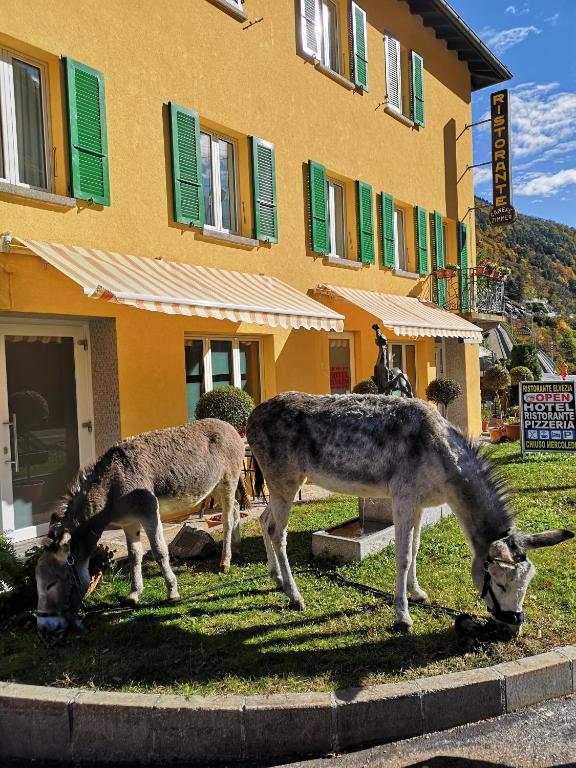 Zvířata v hotelu nebo okolí