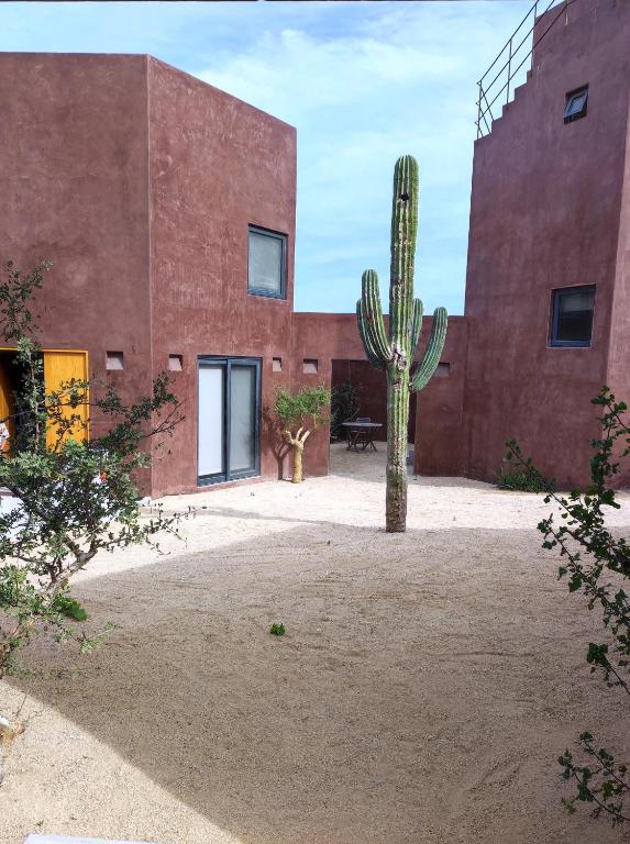 a cactus standing in front of a building at Estudio Nacui in El Sargento