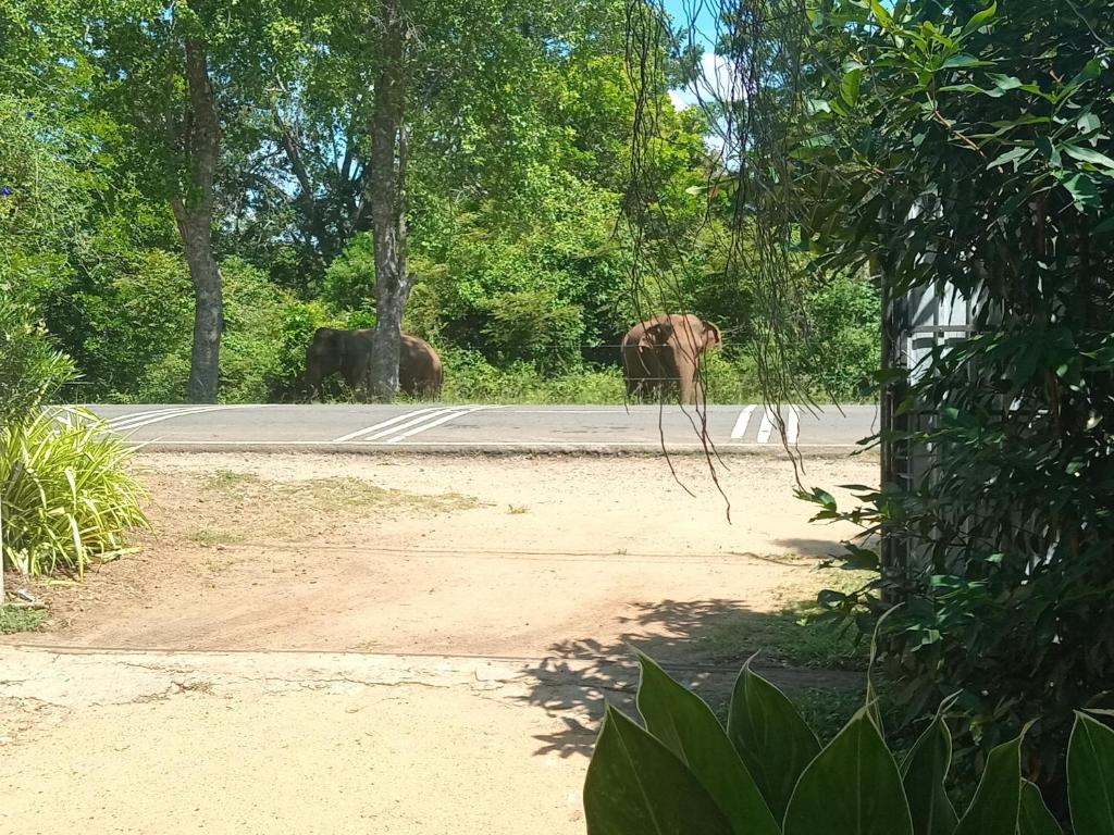 Peacock Villa Resort - 13