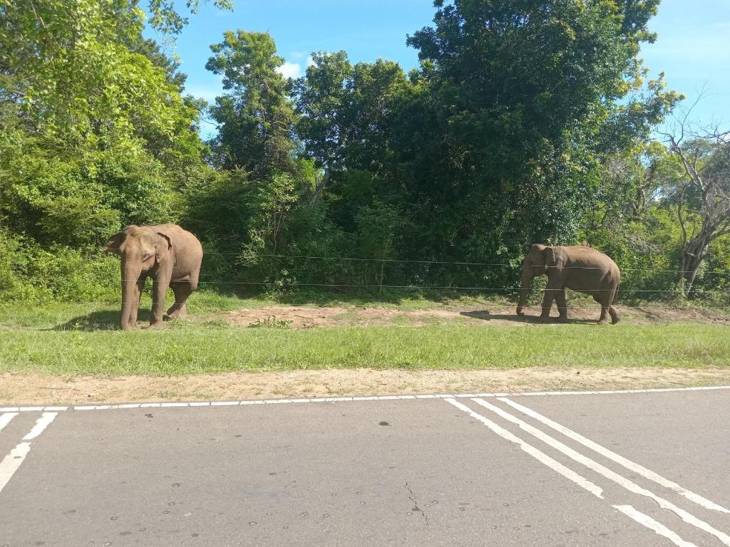 Peacock Villa Resort - 14