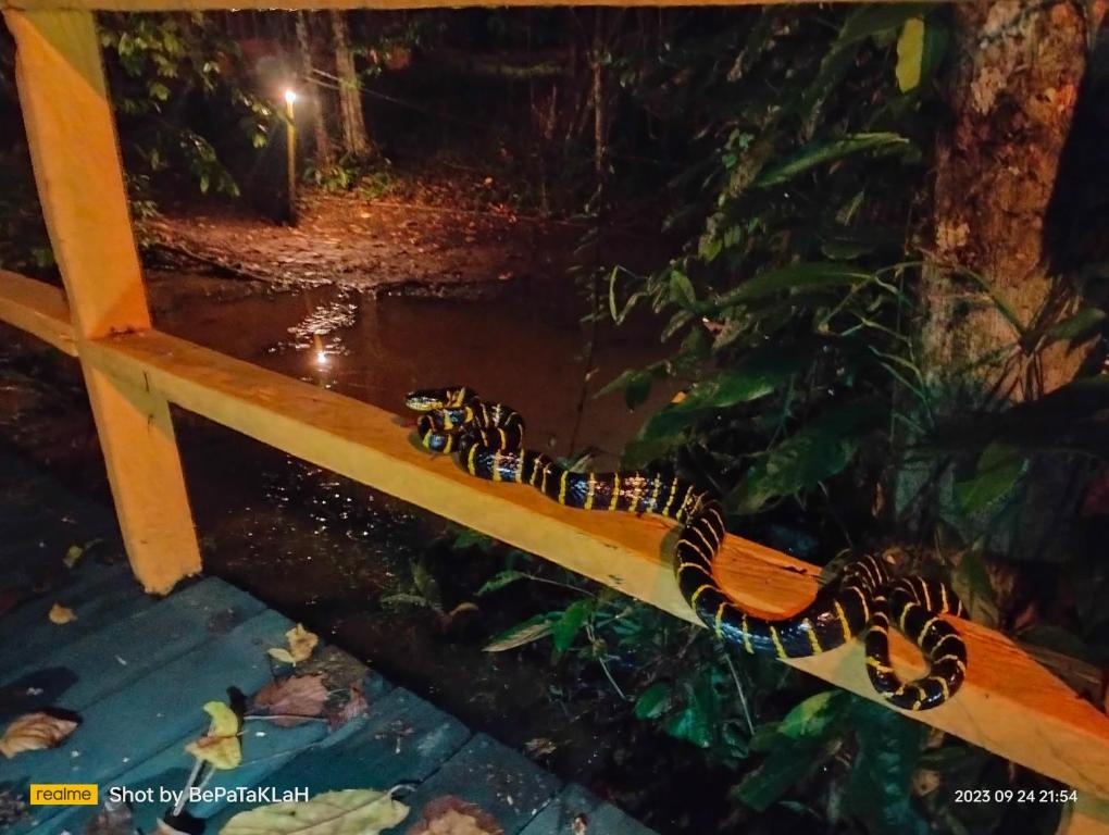 Fotografie z fotogalerie ubytování Borneo Jungle Adventure v destinaci Kinabatangan