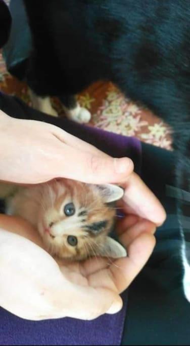 Domácí mazlíčci ubytovaní s hosty v ubytování Konyaaltı home