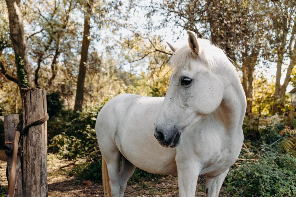 Hôtel Domaine de Biar - Resim 9