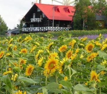 a field of sunflowers in front of a barn at Woody Life in Kami-furano