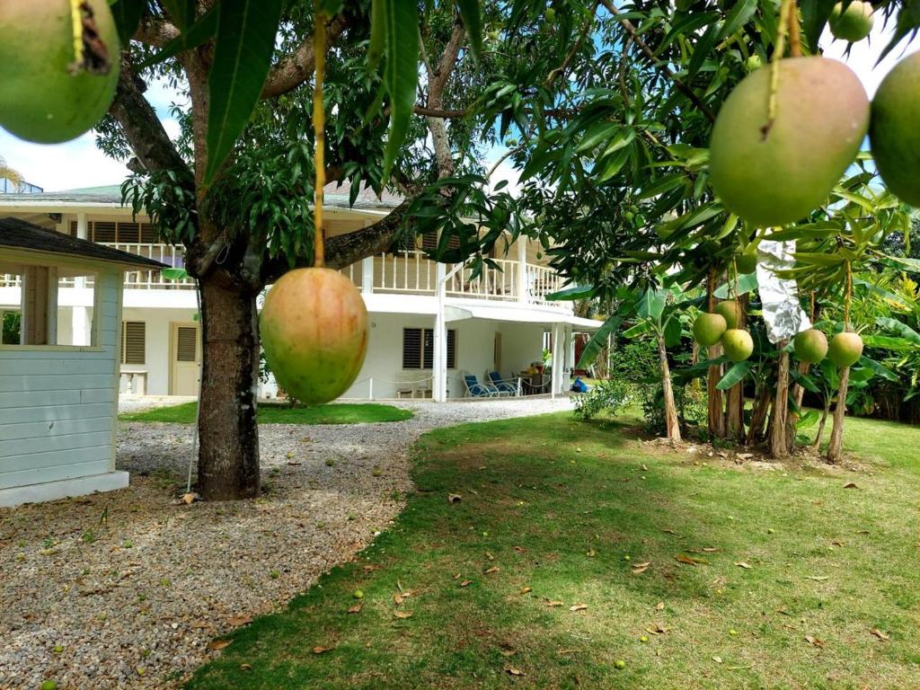 Zahrada ubytování Hotel Casa Robinson