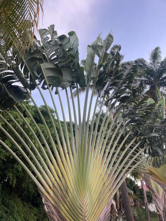 Zahrada ubytování Couleur caraïbes-Ti créole appartement pierre et vacances accès plage et piscine