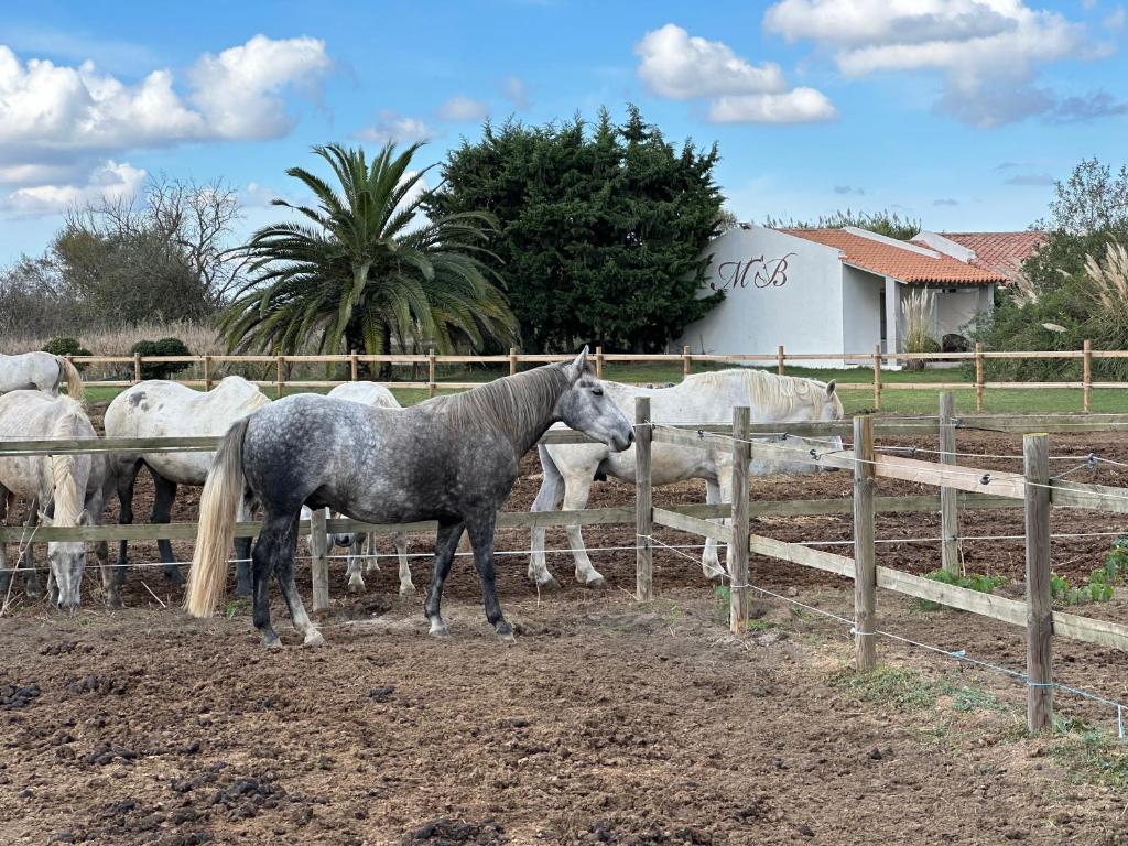 un cheval gris debout à côté d'un groupe de chevaux blancs dans l'établissement Hotel Mas Des Barres, à Saintes-Maries-de-la-Mer