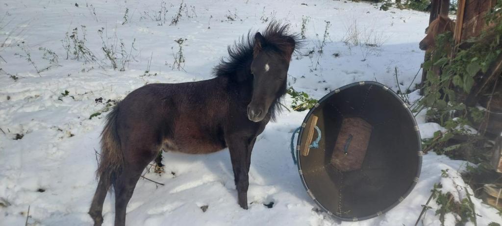 Zvířata v apartmánu nebo okolí